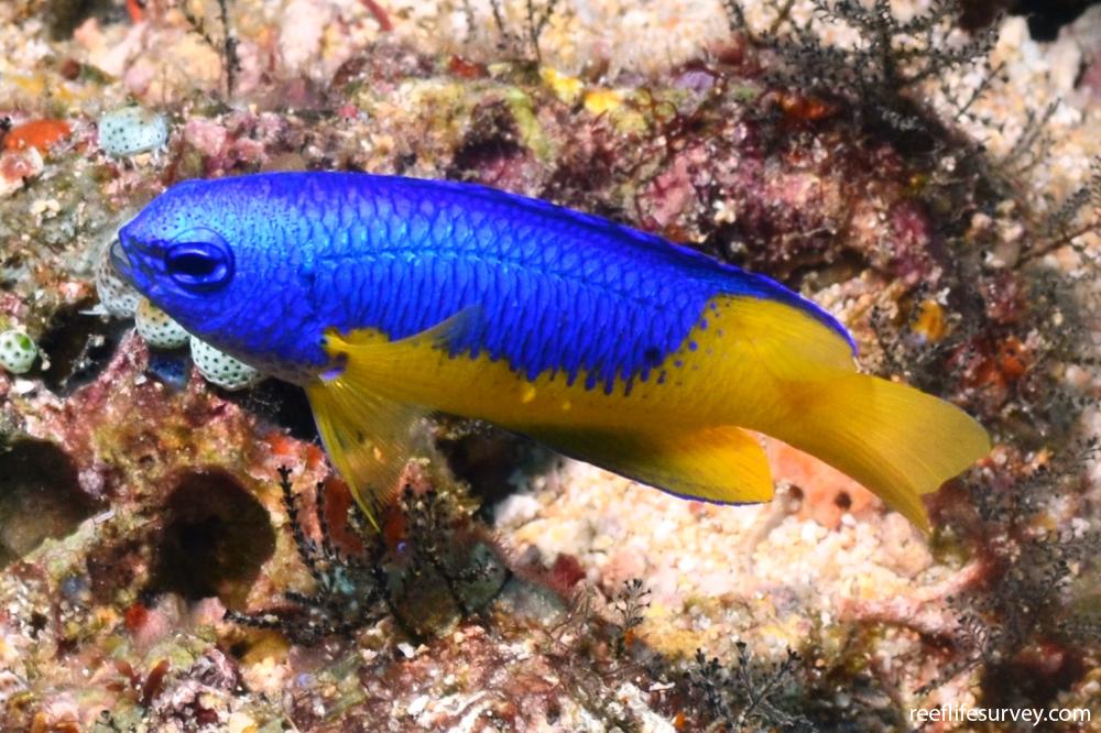 Pomacentrus auriventris