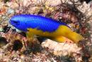 Pomacentrus auriventris