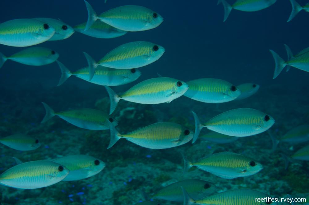 Naso thynnoides
