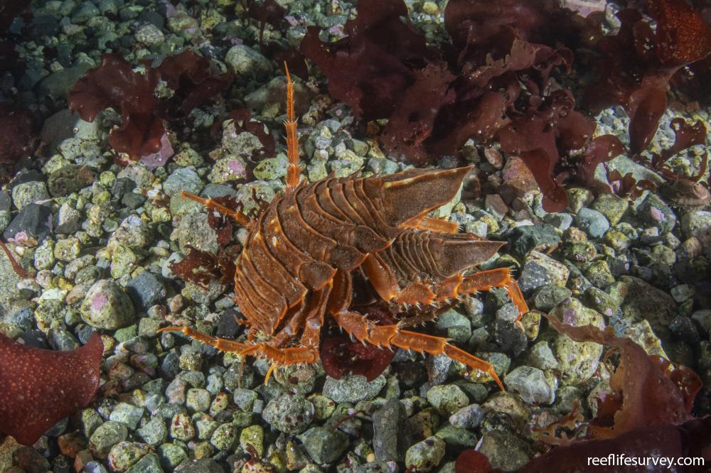 Glyptonotus antarcticus