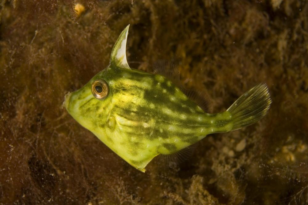 Meuschenia freycineti