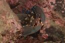 Homarus gammarus