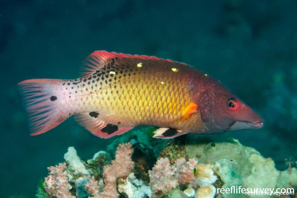Bodianus dictynna