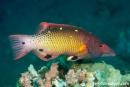 Bodianus dictynna