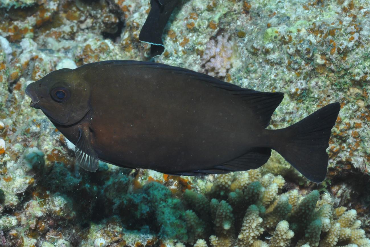 Siganus Luridus Dusky Spinefoot ReefLifeSurvey Siganus Luridus Dusky Spinefoot ReefLifeSurvey