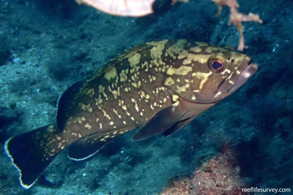 Epinephelus marginatus