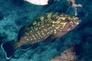 Epinephelus marginatus