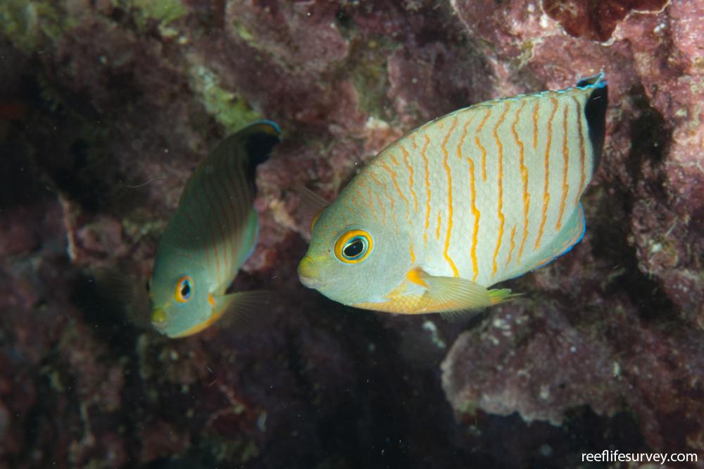 Centropyge eibli