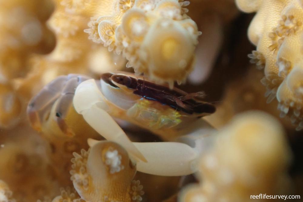 Tetralia nigrolineata