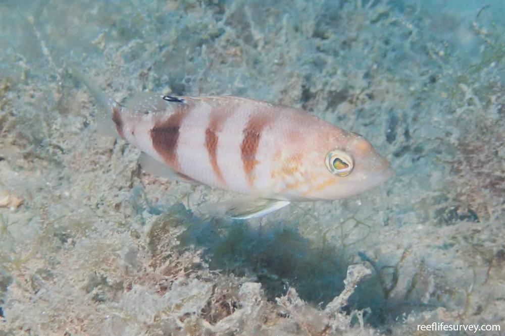 Serranus hepatus