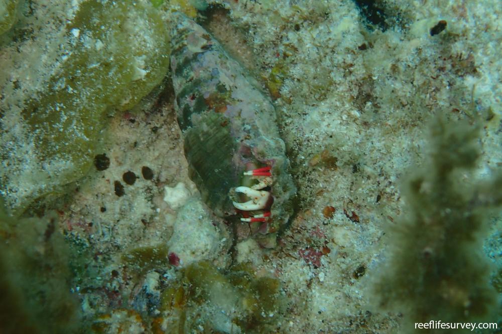 Calcinus sp. (scarlet claw)