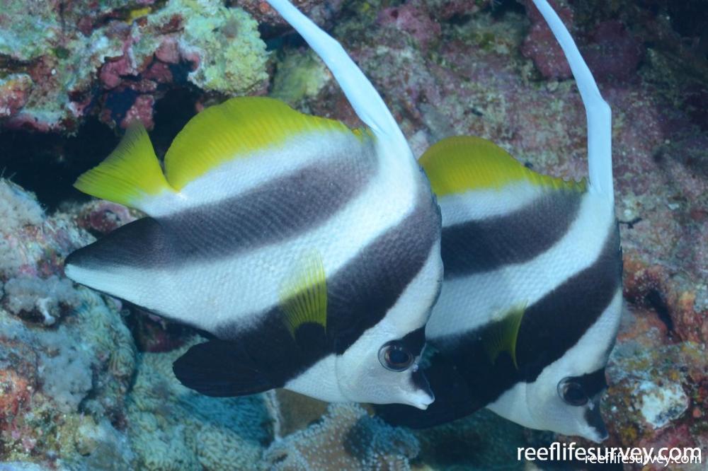 Heniochus diphreutes