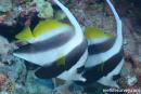 Heniochus diphreutes