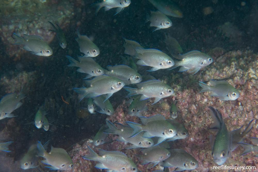 Chromis notata
