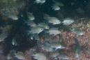 Chromis notata