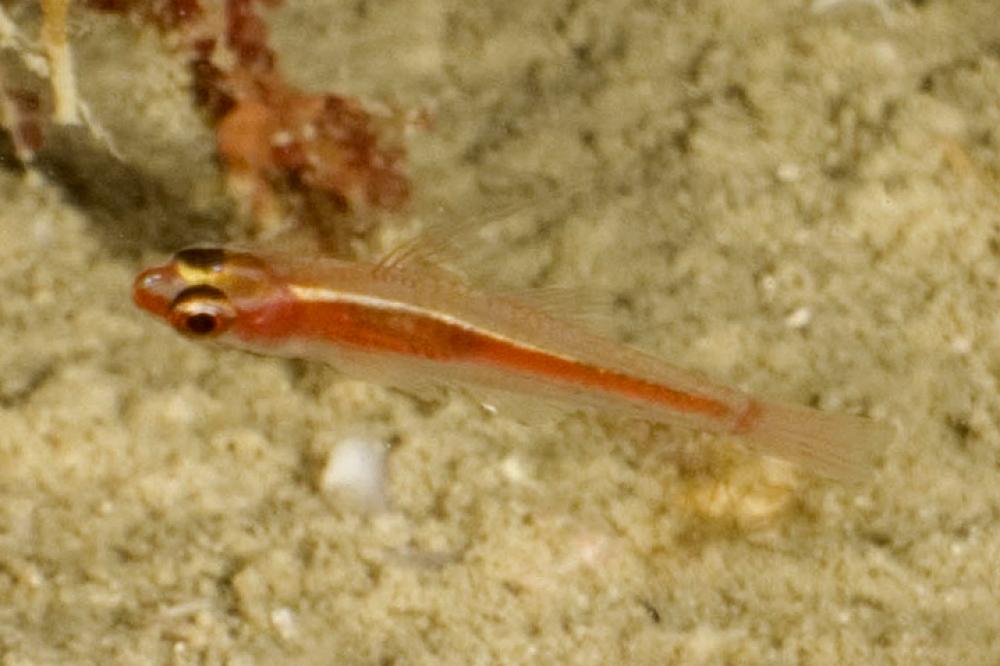 Trimma marinae