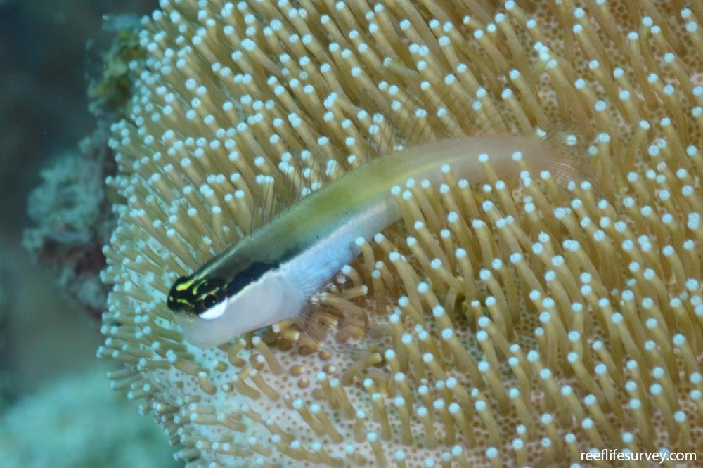 Ecsenius bandanus