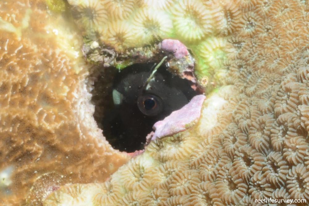 Ecsenius sp. [black and green]