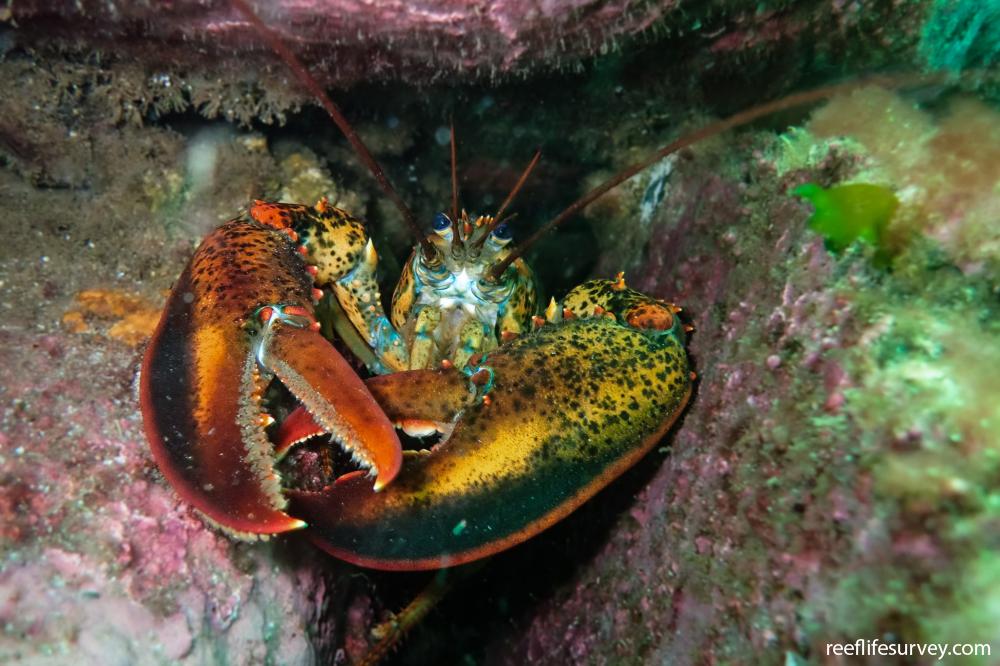 Homarus Americanus American Lobster Reef Life Survey
