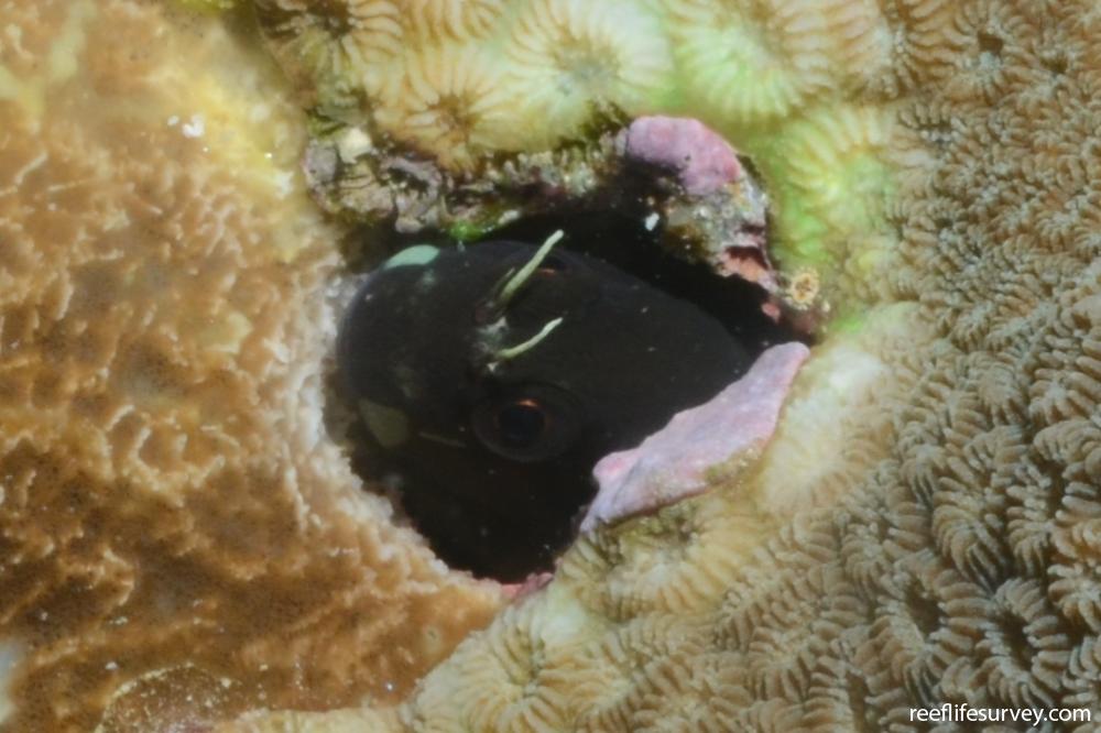 Ecsenius sp. [black and green]