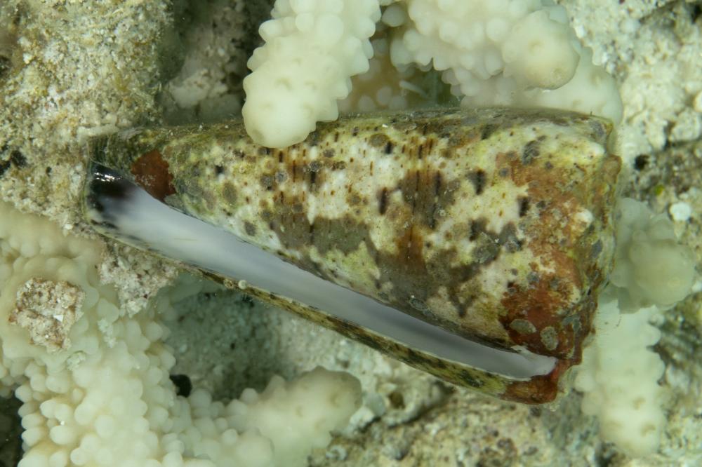 Conus imperialis