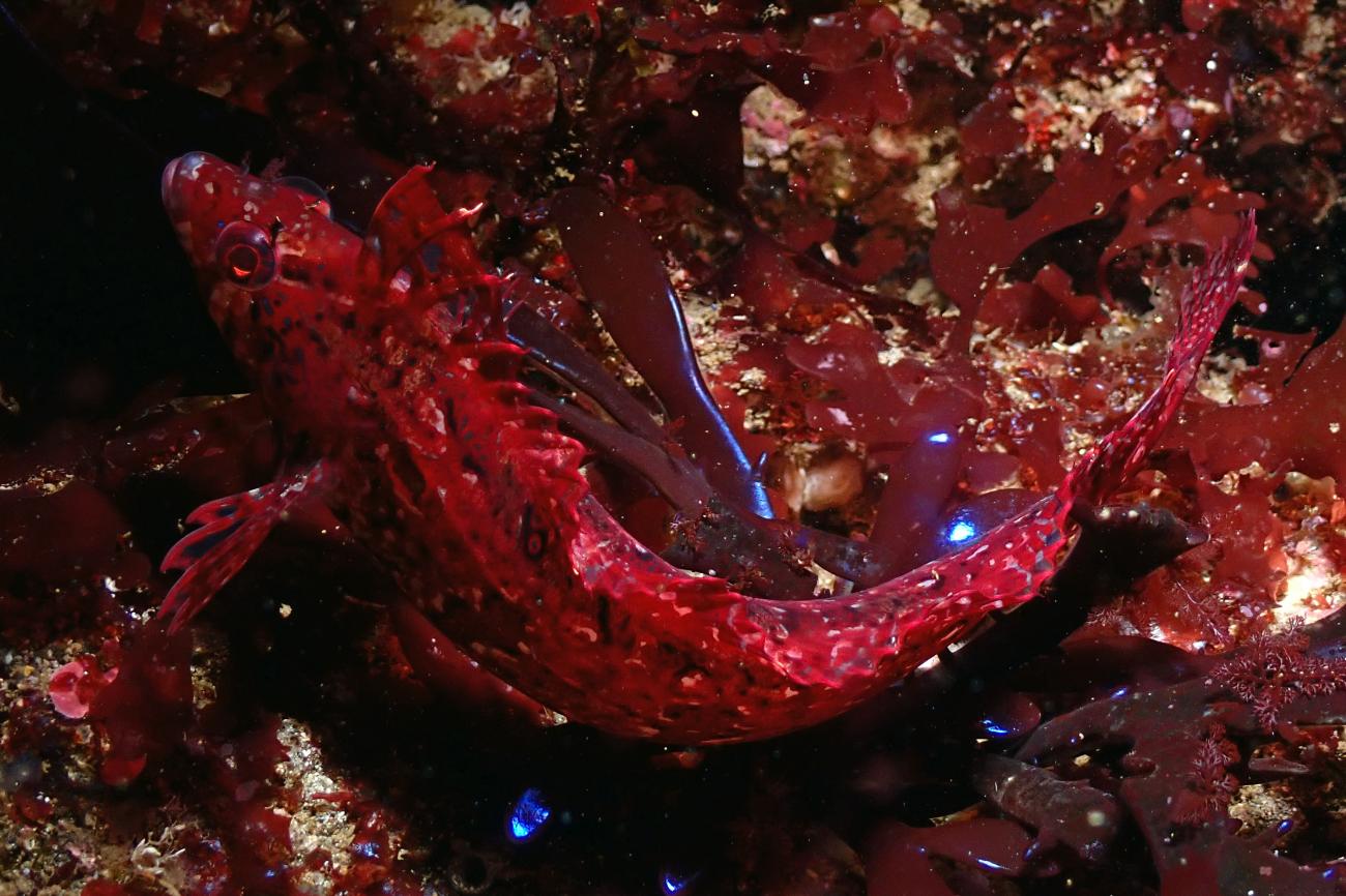 Gibbonsia elegans, Channel Islands, USA,  Photo: Olivia Johnson