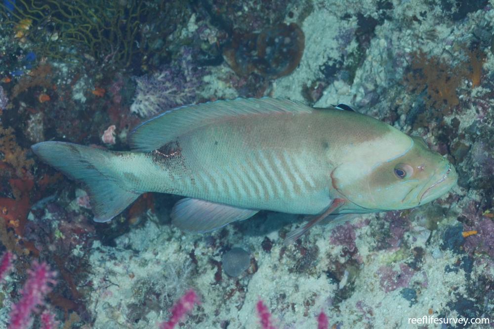 Gracila albomarginata