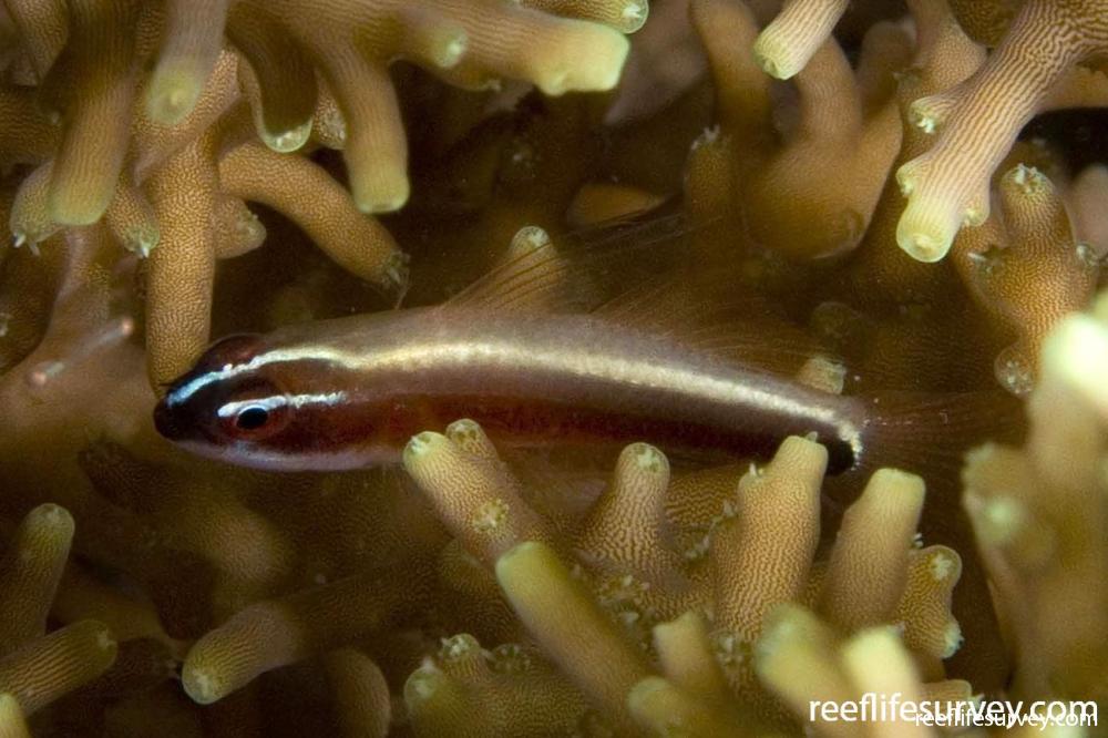 Eviota nigriventris