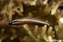 Eviota nigriventris