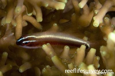 Eviota nigriventris