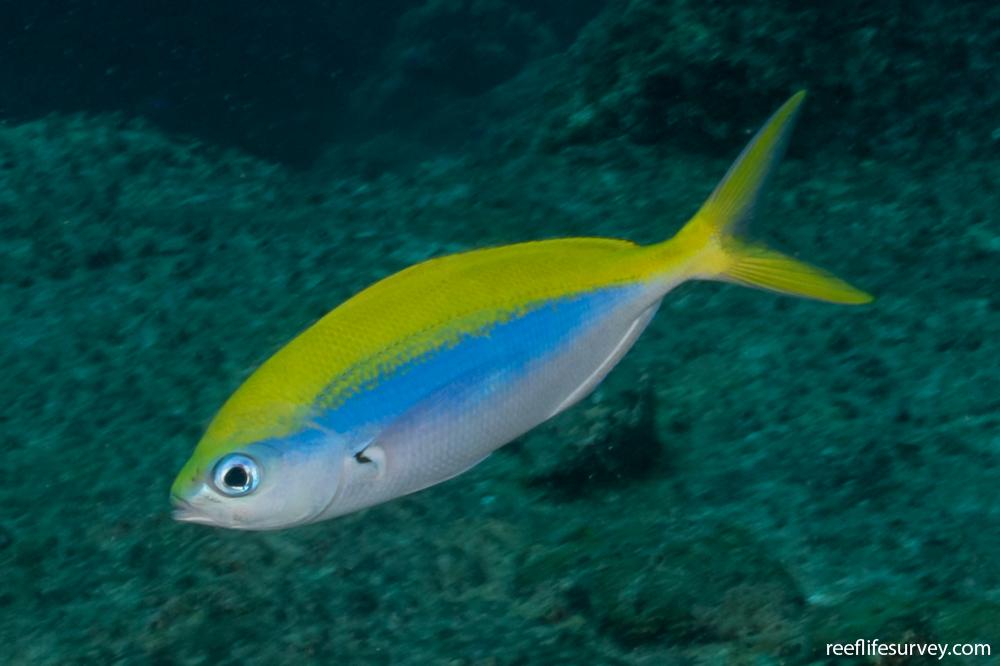 Caesio Xanthonota Yellowback Fusilier Reef Life Survey