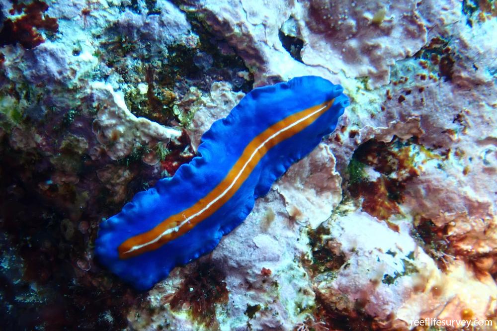 Pseudoceros susanae