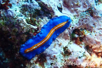 Pseudoceros susanae