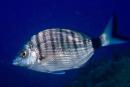 Diplodus puntazzo