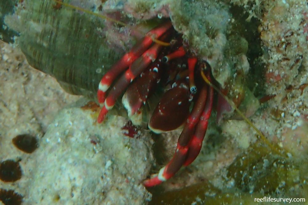 Calcinus sp. (scarlet claw)