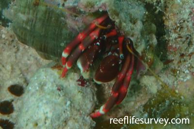 Calcinus sp. (scarlet claw)