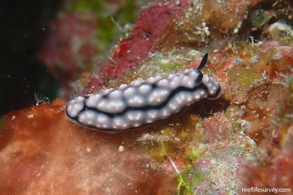 Phyllidiella lizae