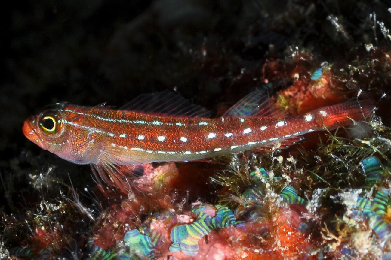 Helcogramma maldivensis