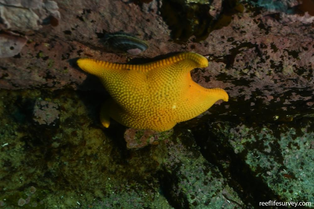 Odontaster meridionalis