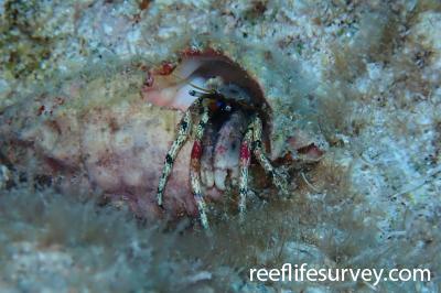 Calcinus pulcher