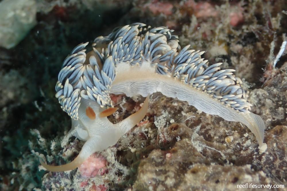 Moridilla fifo