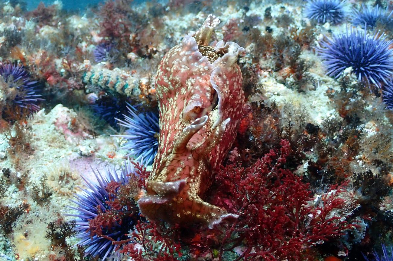 Aplysia californica California Seahare