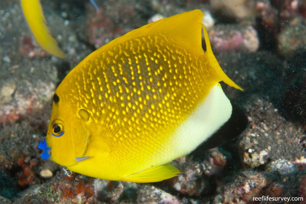 Apolemichthys trimaculatus