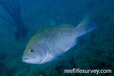 Epinephelus Tukula Potato Grouper Reef Life Survey