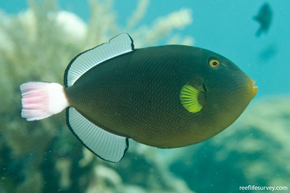 Melichthys vidua