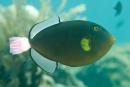 Melichthys vidua