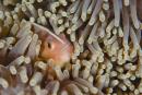 Amphiprion akallopisos