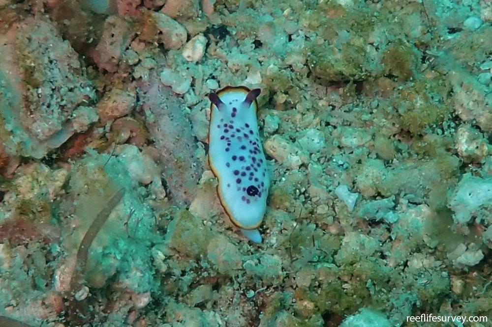 Mexichromis festiva (cf)