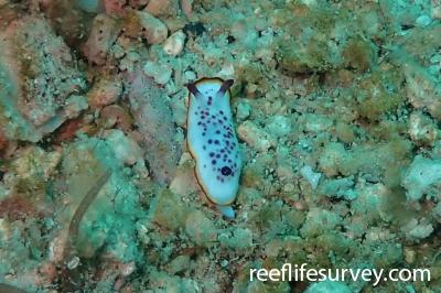 Mexichromis festiva (cf)