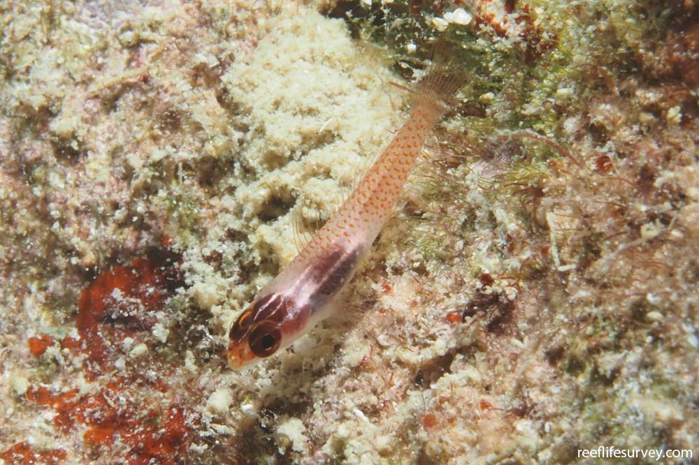 Eviota bacata